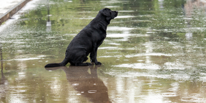 Desastres naturales y mascotas: cómo prepararlas para una emergencia y evitar riesgos