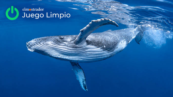 La contaminación sigue la comida de las ballenas