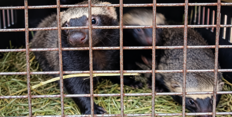 Centro de rescate de fauna silvestre se querella contra SAG por falsificación de instrumento público