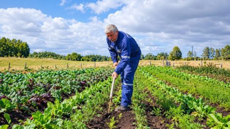 Duro golpe a la agricultura campesina